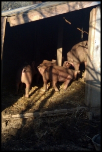 The Pigs Digs